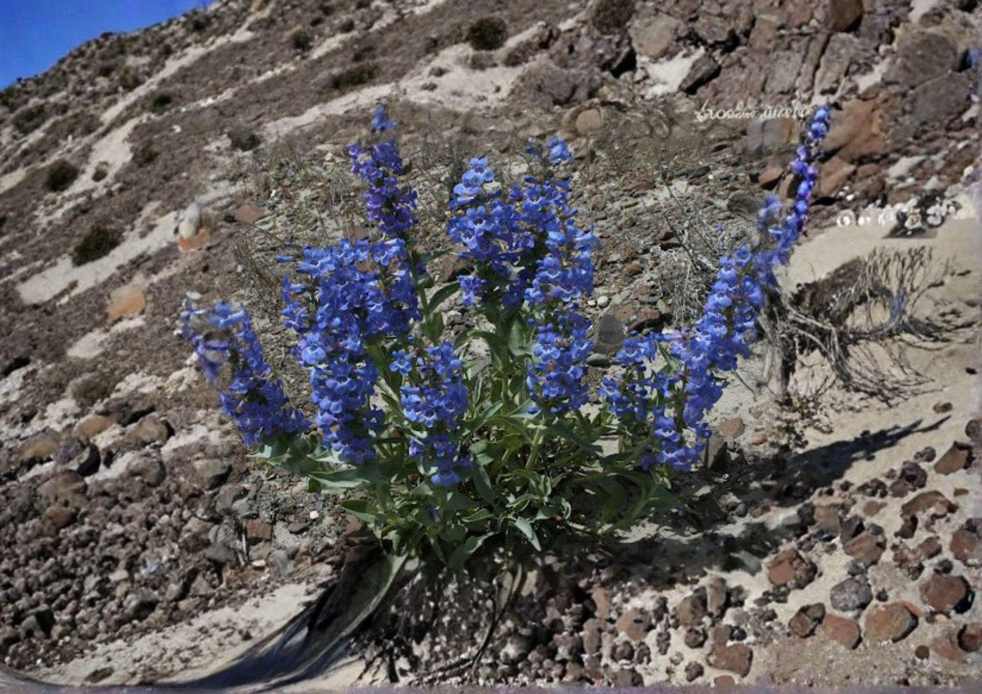 Sand Penstemon Seeds – 50 Native Wildflower Seeds, Blue Purple Blooms, Drought Tolerant Perennial, Penstemon sandylandii