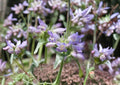 Pagoda Penstemon Seeds – 50 Native Wildflower Seeds, Lavender Blue Blooms, Perennial Plant, Penstemon digitalis