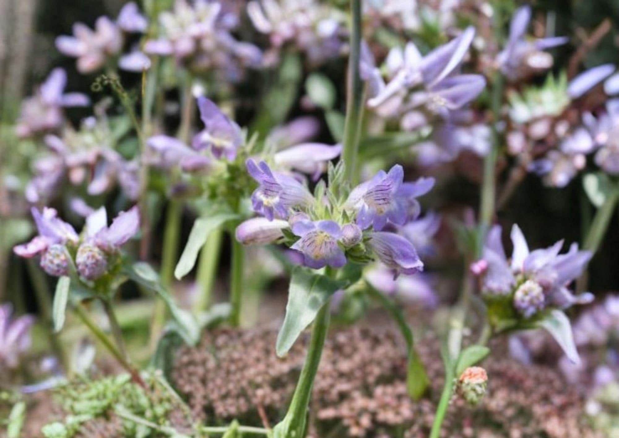 Pagoda Penstemon Seeds – 50 Native Wildflower Seeds, Lavender Blue Blooms, Perennial Plant, Penstemon digitalis