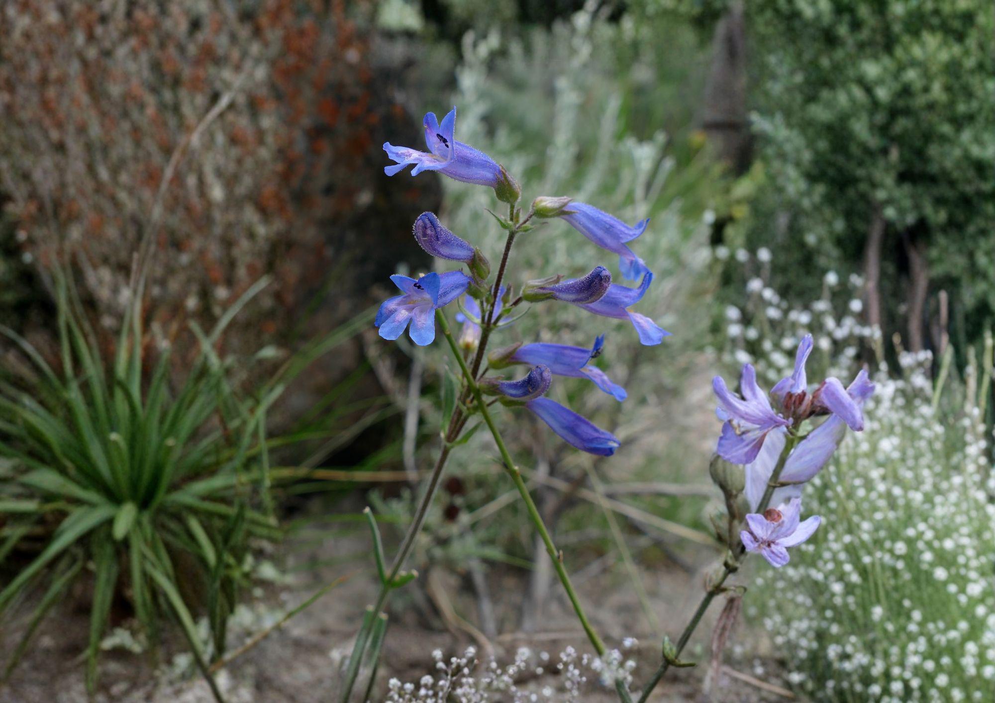 Penstemon Cyaneus Seeds – 50 Native Wildflower Seeds for Deep Blue Blooms – Non-GMO Perennial Flower Seed