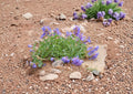 Penstemon Cyanocaulis Bluestem Beardtongue Seeds – 50 Native Wildflower Seeds for Blue Purple Blooms, Garden, Fast Growing