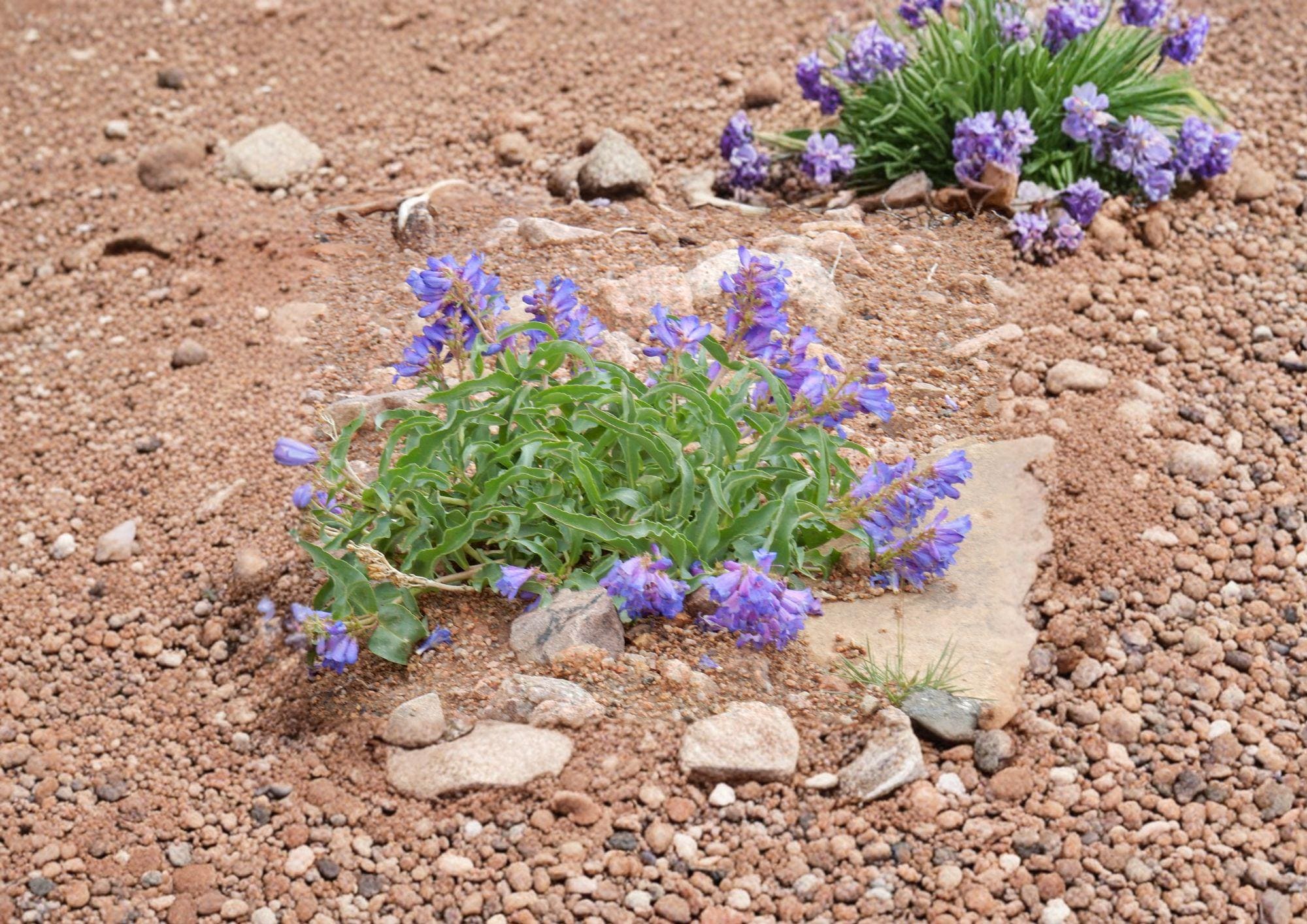Penstemon Cyanocaulis Bluestem Beardtongue Seeds – 50 Native Wildflower Seeds for Blue Purple Blooms, Garden, Fast Growing