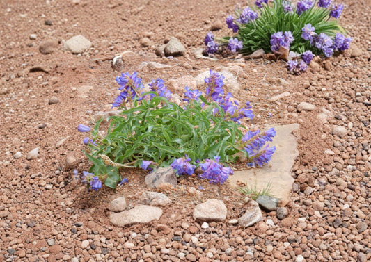 Penstemon Cyanocaulis Bluestem Beardtongue Seeds – 50 Native Wildflower Seeds for Blue Purple Blooms, Garden, Fast Growing