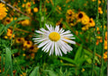 Decurrent False Aster Seeds – Native Wetland Pollinator Wildflower – Fast Growing – Symphyotrichum decurrens – 500 Seeds