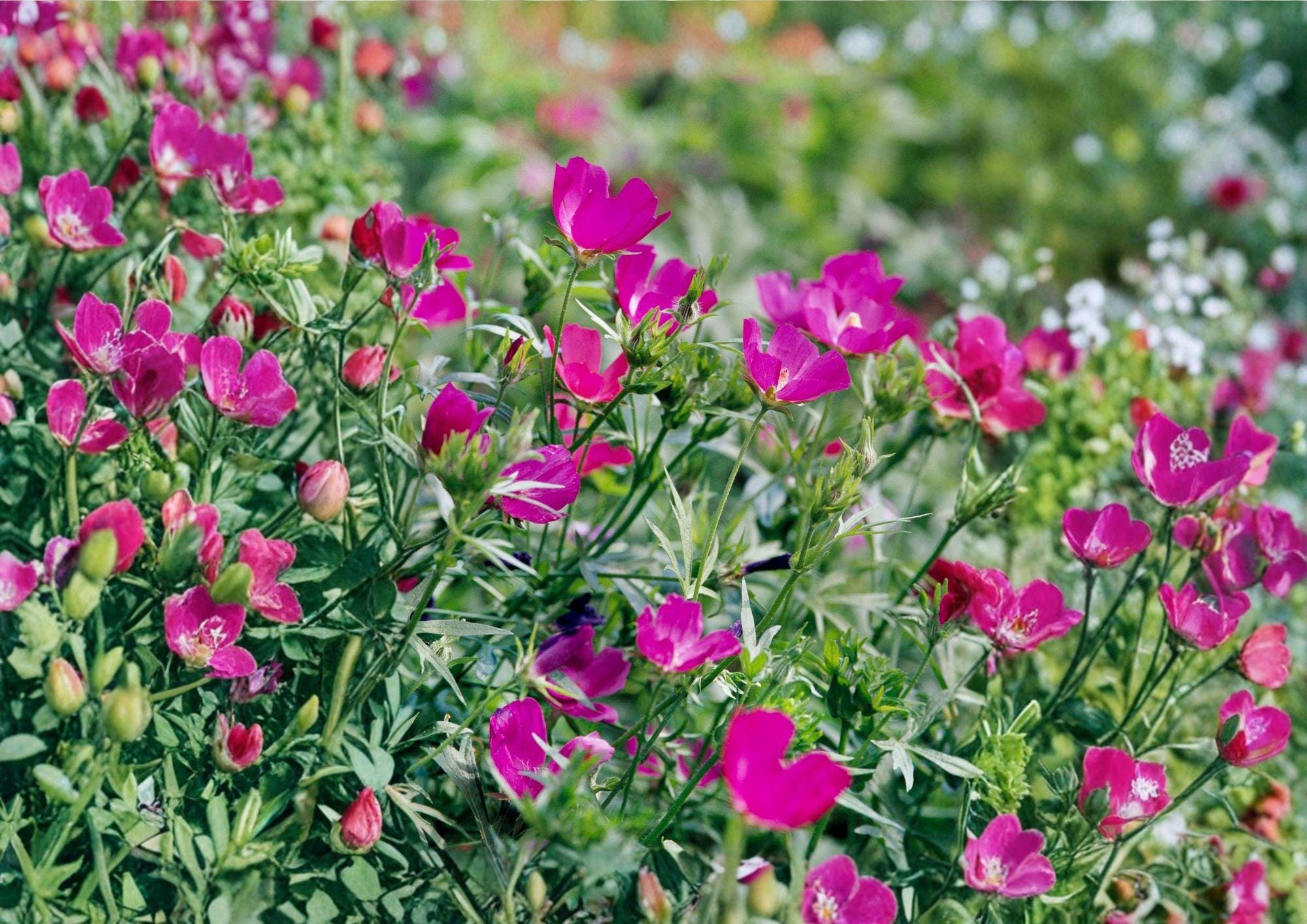 Purple Poppy Mallow Seeds - Magenta Ground Cover Native Perennial, 15 Seeds, New Harvest Quality, Echinacea laevigata