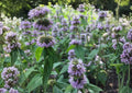 Downy Wood Mint Seeds – Blephilia Ciliata Fragrant Purple Wildflower 300 Seeds for Garden, Pollinator, Native Plant