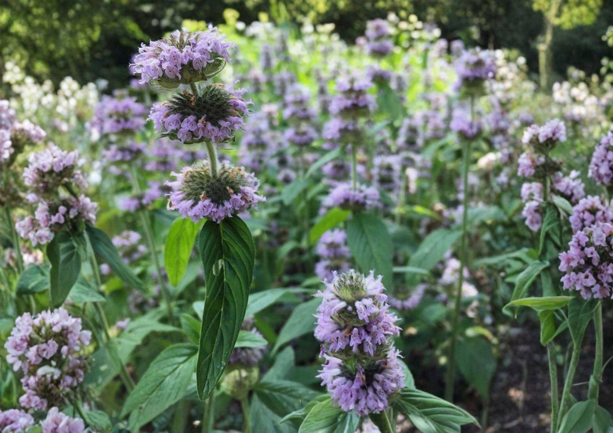 Downy Wood Mint Seeds – Blephilia Ciliata Fragrant Purple Wildflower 300 Seeds for Garden, Pollinator, Native Plant