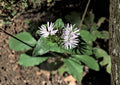 Elephantopus carolinianus Carolina Elephants Foot Seeds – Native Woodland Perennial, Purple Wildflower, Non-GMO, Pollinator-Friendly, 100 Seeds