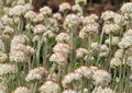 Prairie Pussytoes Seeds - Native Drought Tolerant Ground Cover Wildflower - 100 Seeds, Eustoma grandiflorum