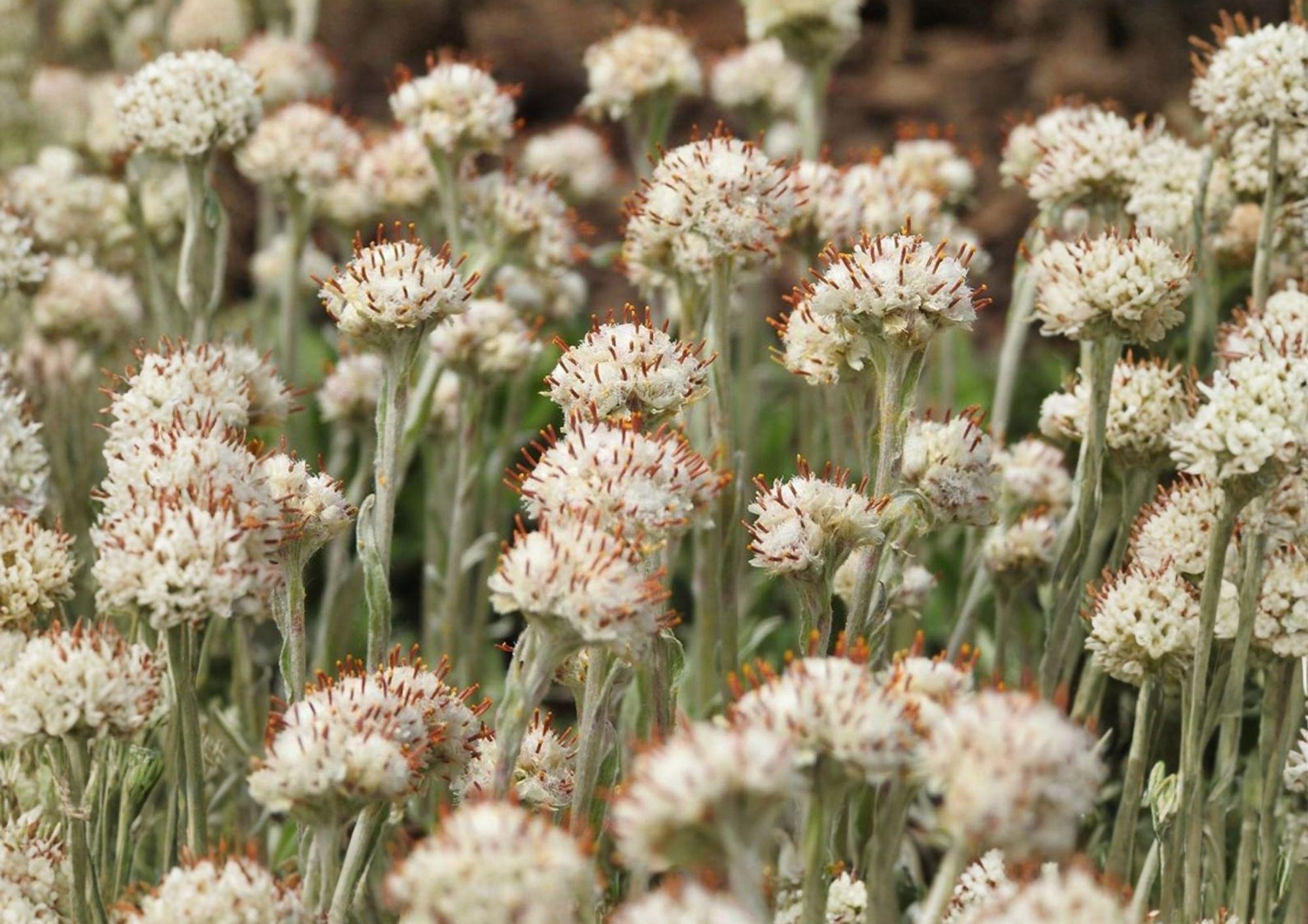 Prairie Pussytoes Seeds - Native Drought Tolerant Ground Cover Wildflower - 100 Seeds, Eustoma grandiflorum