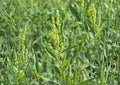 Pale Dock Seeds – Rumex altissimus Native Wetland Perennial, Wildlife Plant, 100 Seeds