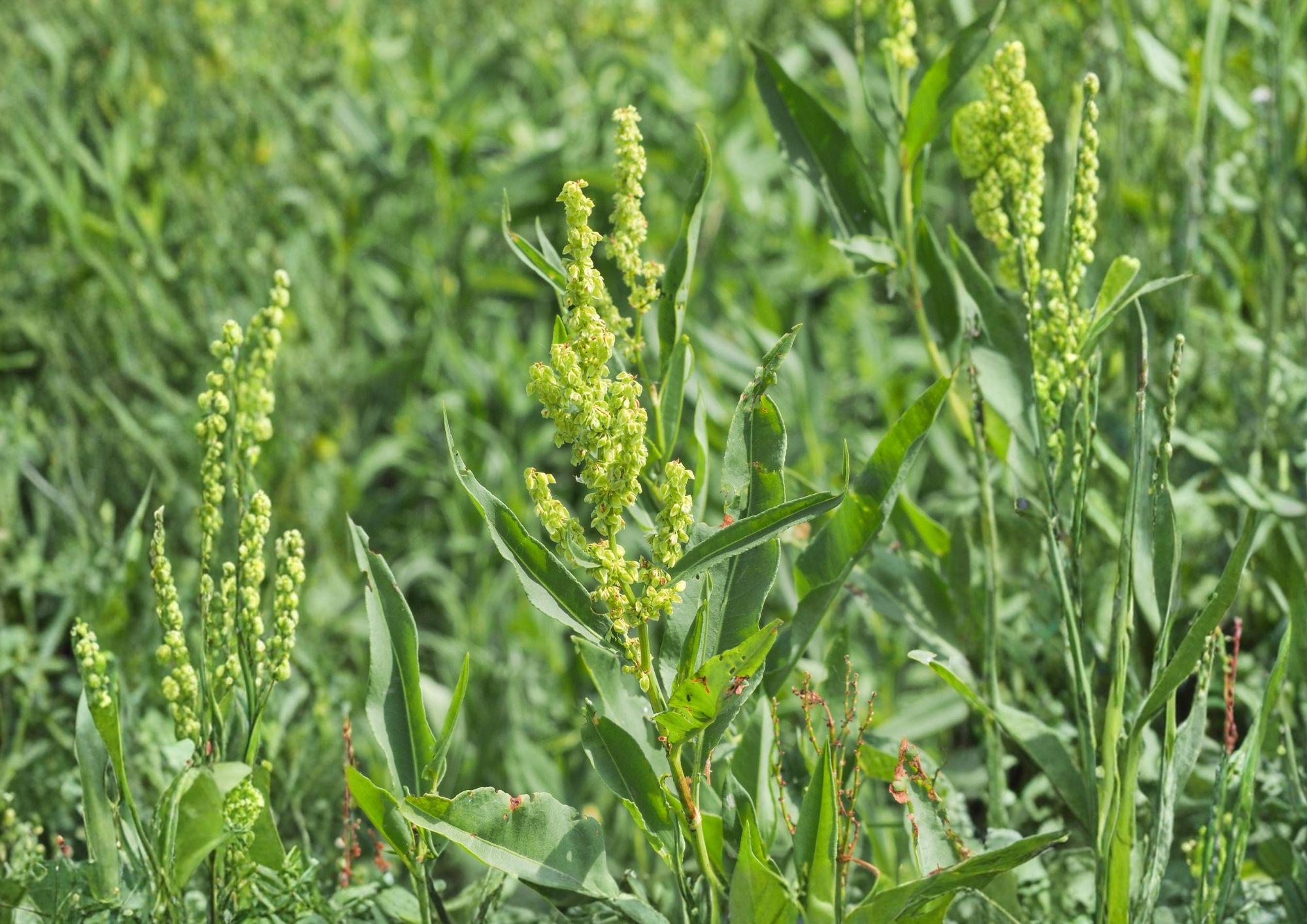 Pale Dock Seeds – Rumex altissimus Native Wetland Perennial, Wildlife Plant, 100 Seeds