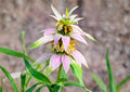 Spotted Bee Balm Seeds – Native Pollinator Wildflower, Drought Tolerant, 100 Seeds, Monarda punctata