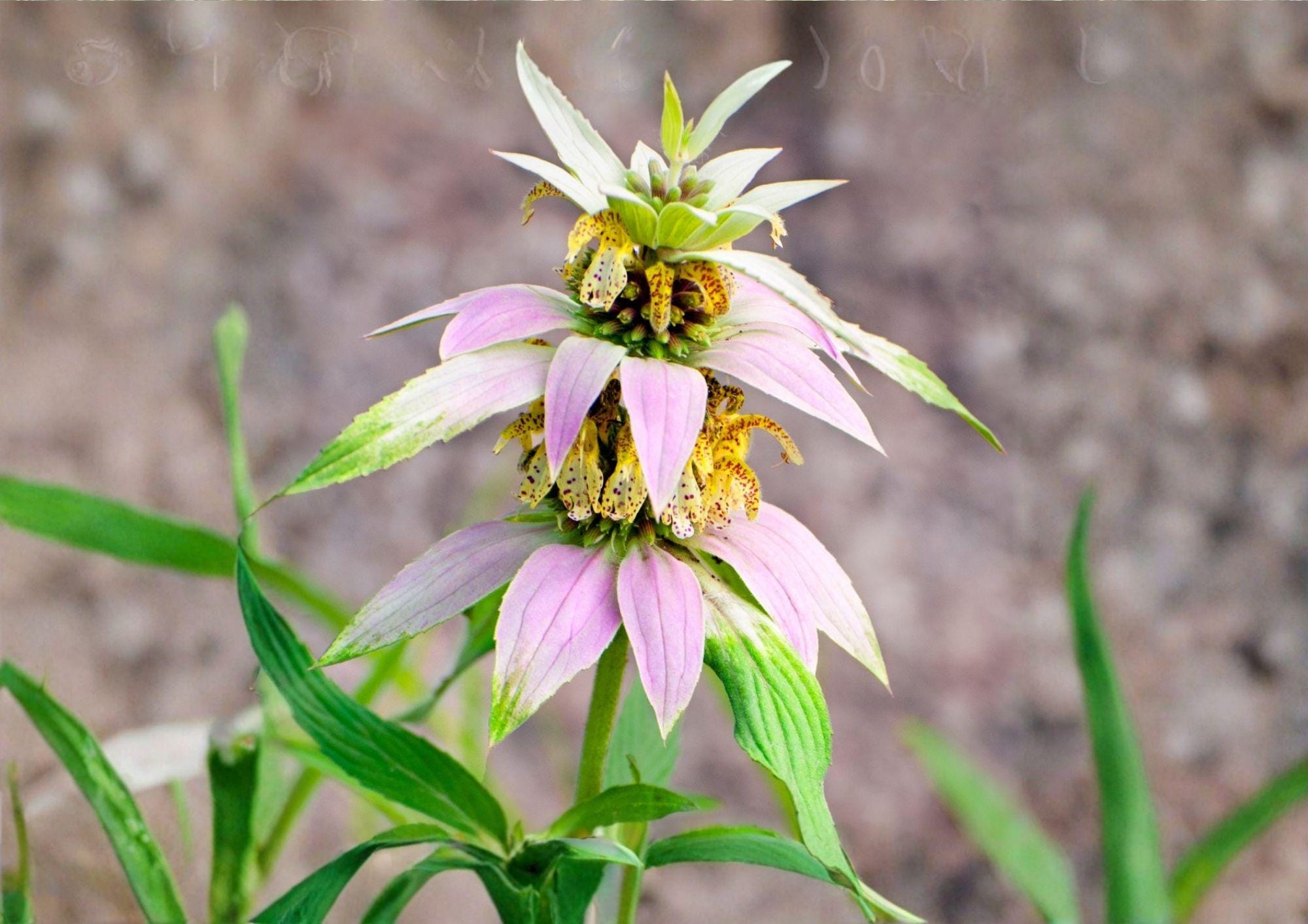 Spotted Bee Balm Seeds – Native Pollinator Wildflower, Drought Tolerant, 100 Seeds, Monarda punctata