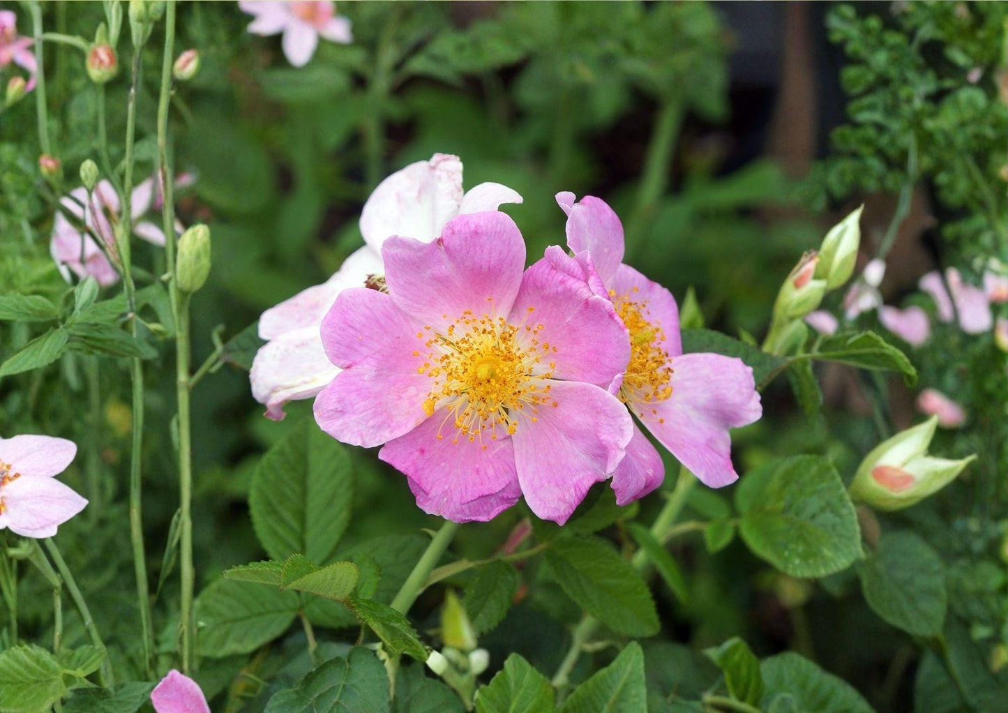 Illinois Rose Seeds – Native Fragrant Climbing Prairie Rose – Fast Growing Rosa blanda