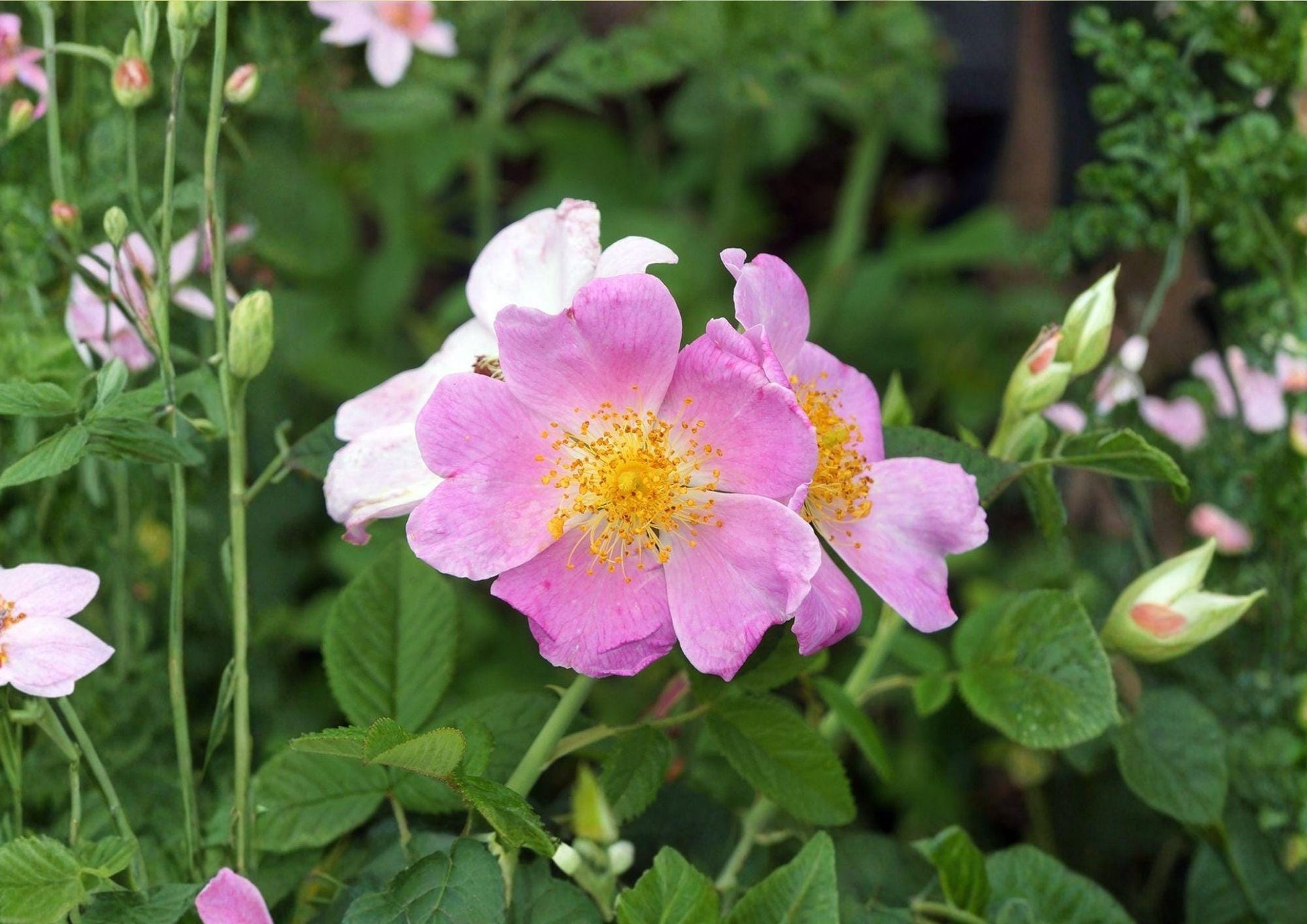 Illinois Rose Seeds – Native Fragrant Climbing Prairie Rose – Fast Growing Rosa blanda
