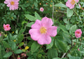 Swamp Rose Seeds – Rosa Palustris Native Shrub, Fragrant Pink Flowers, 30 Seeds for Garden, Wildflower, Native Plant, Fast Shipping