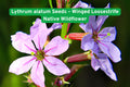 Lythrum alatum Seeds – Winged Loosestrife Native Wildflower for Pollinator Gardens, Wetlands & Prairie Restoration