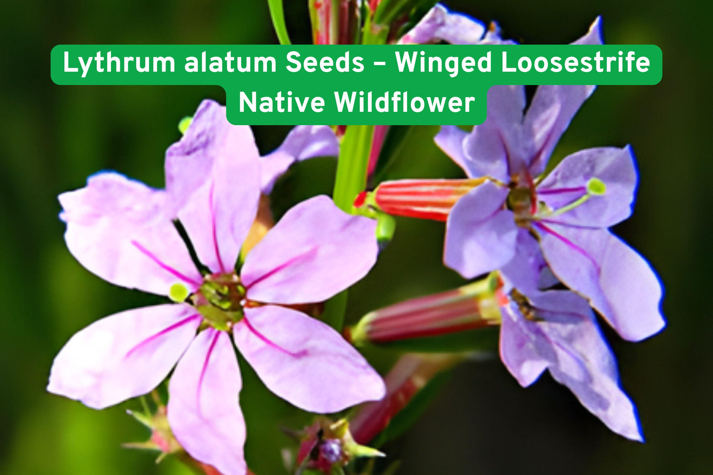 Lythrum alatum Seeds – Winged Loosestrife Native Wildflower for Pollinator Gardens, Wetlands & Prairie Restoration