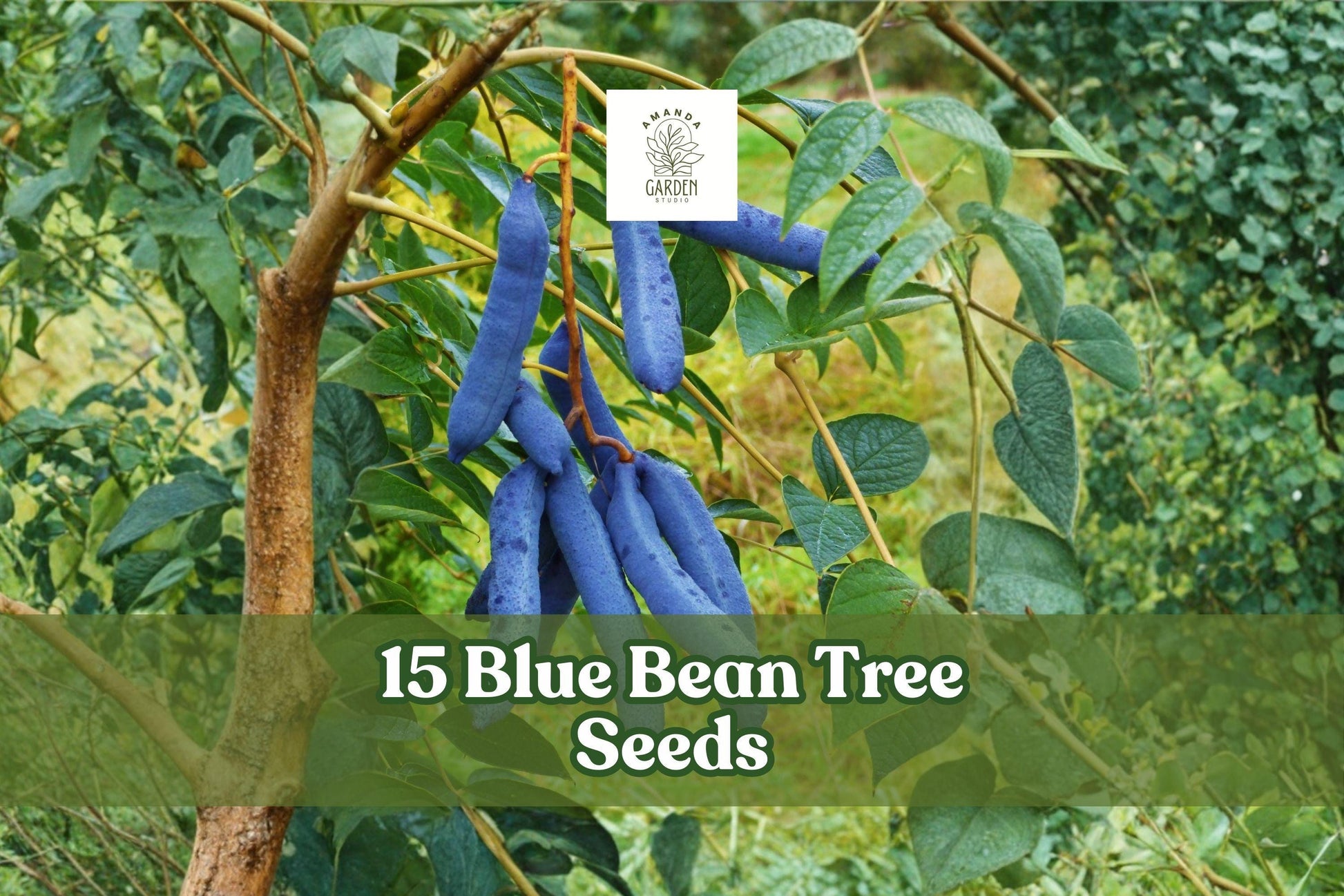 15 Blue Bean Tree Seeds – Decaisnea fargesii Ornamental Shrub with Blue Seed Pods for Landscape Gardening