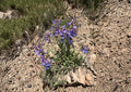 Penstemon Humilis Seeds – 50 Native Wildflower Seeds for Lavender Blue Blooms – Drought Tolerant Perennial Plant Seeds