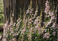 Penstemon Palmeri Seeds – 50 Native Wildflower Seeds for Fragrant Pink Beardtongue Garden Growing