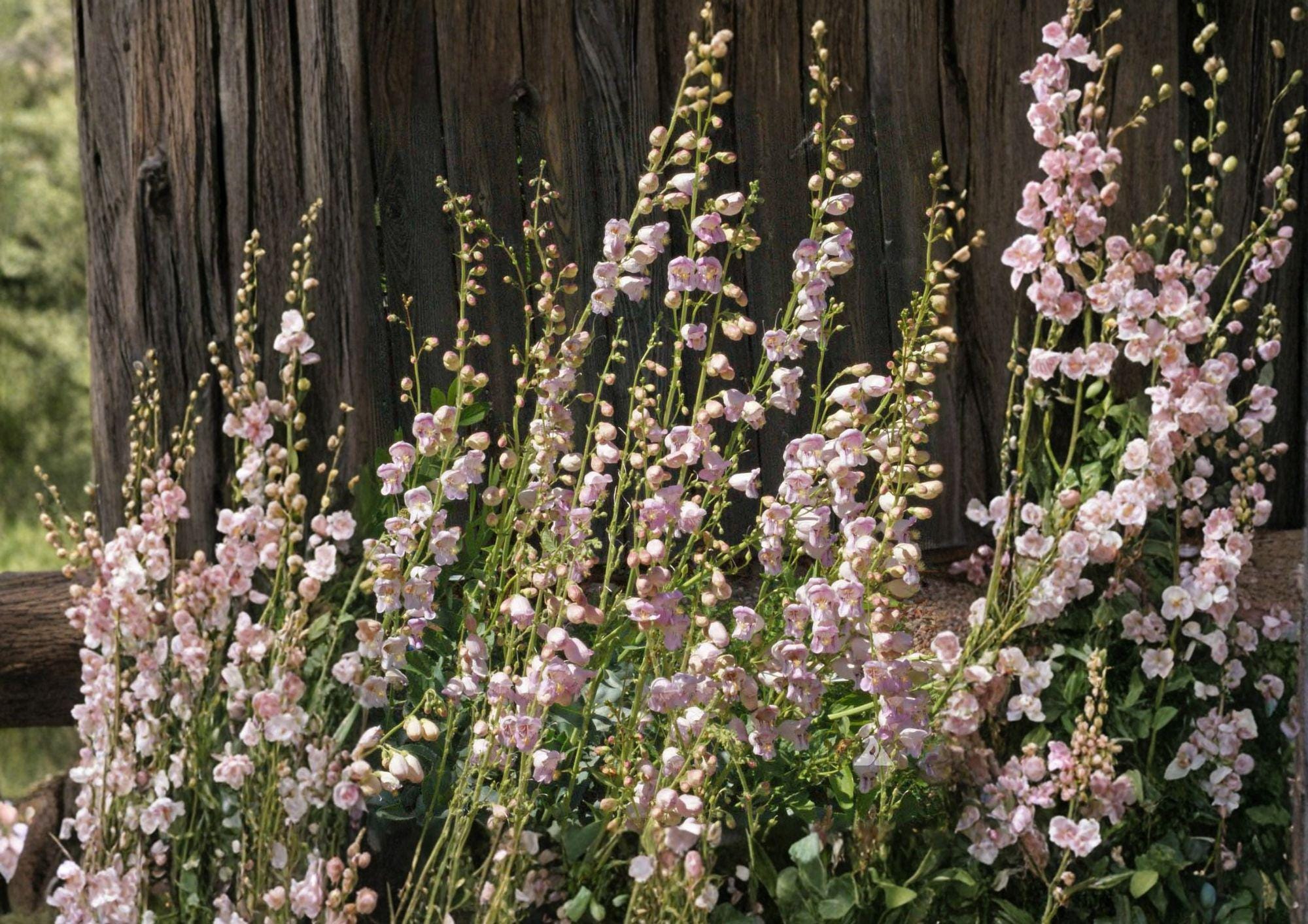 Penstemon Palmeri Seeds – 50 Native Wildflower Seeds for Fragrant Pink Beardtongue Garden Growing