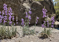 Penstemon Secundiflorus Seeds – 50 Native Wildflower Seeds for Lavender Sidebells Beardtongue Blooms