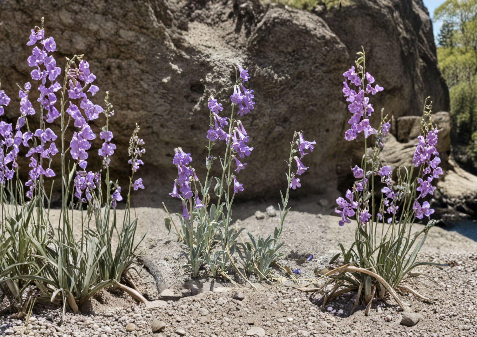 Penstemon Secundiflorus Seeds – 50 Native Wildflower Seeds for Lavender Sidebells Beardtongue Blooms