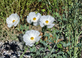 Prickly Poppy Seeds 15 Pack – Argemone polyanthemos Native Prairie Wildflower Seeds for Garden and Landscaping