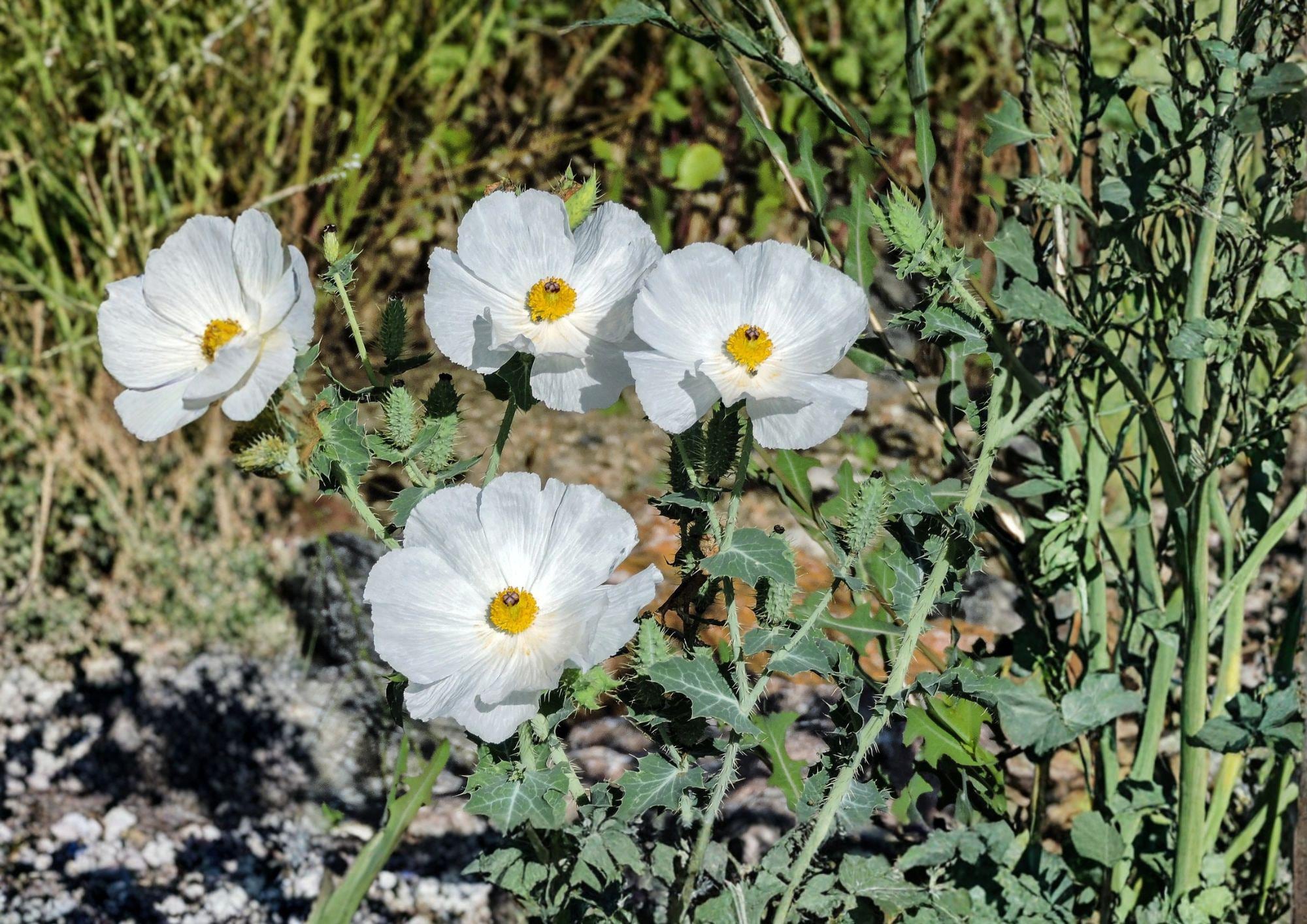 Prickly Poppy Seeds 15 Pack – Argemone polyanthemos Native Prairie Wildflower Seeds for Garden and Landscaping