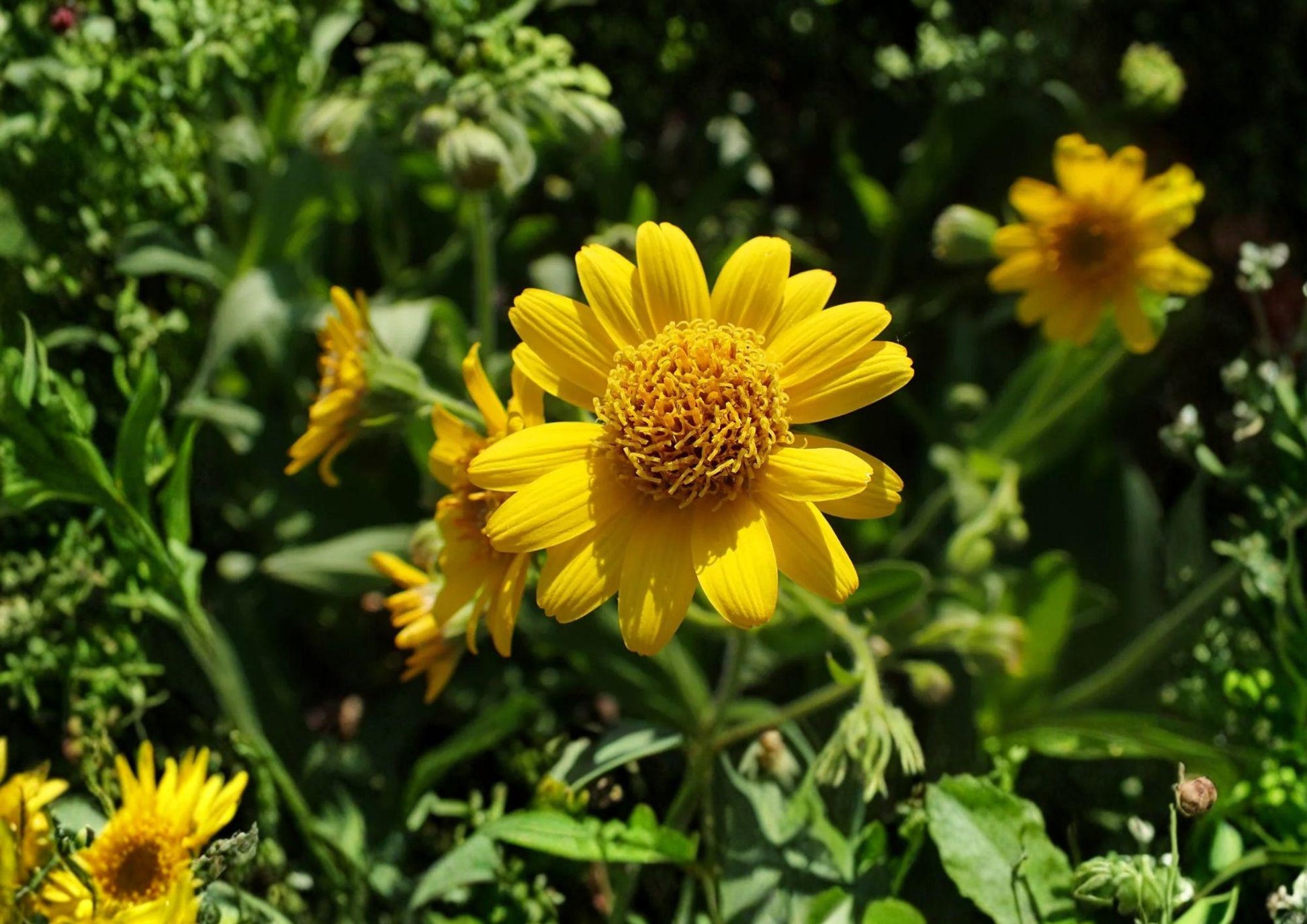 Meadow Arnica Seeds - Native Alpine Wildflower, Pollinator Friendly, 100 Seeds - New Harvest Quality