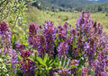 Astragalus bisulcatus Twogroove Milkvetch Seeds – Native Prairie Legume, Purple Flower, Drought Tolerant Wildflower, 15 Seeds