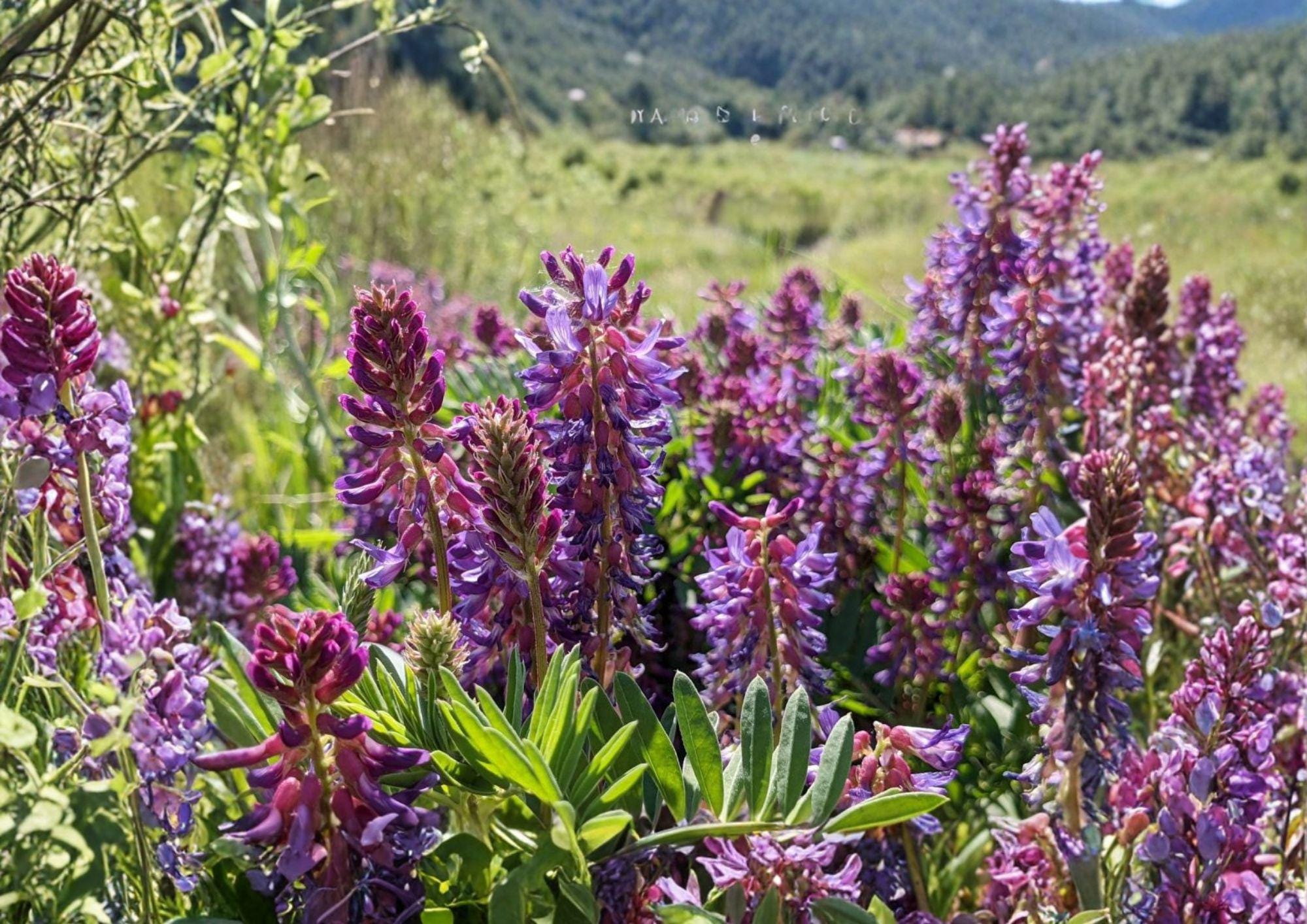 Astragalus bisulcatus Twogroove Milkvetch Seeds – Native Prairie Legume, Purple Flower, Drought Tolerant Wildflower, 15 Seeds