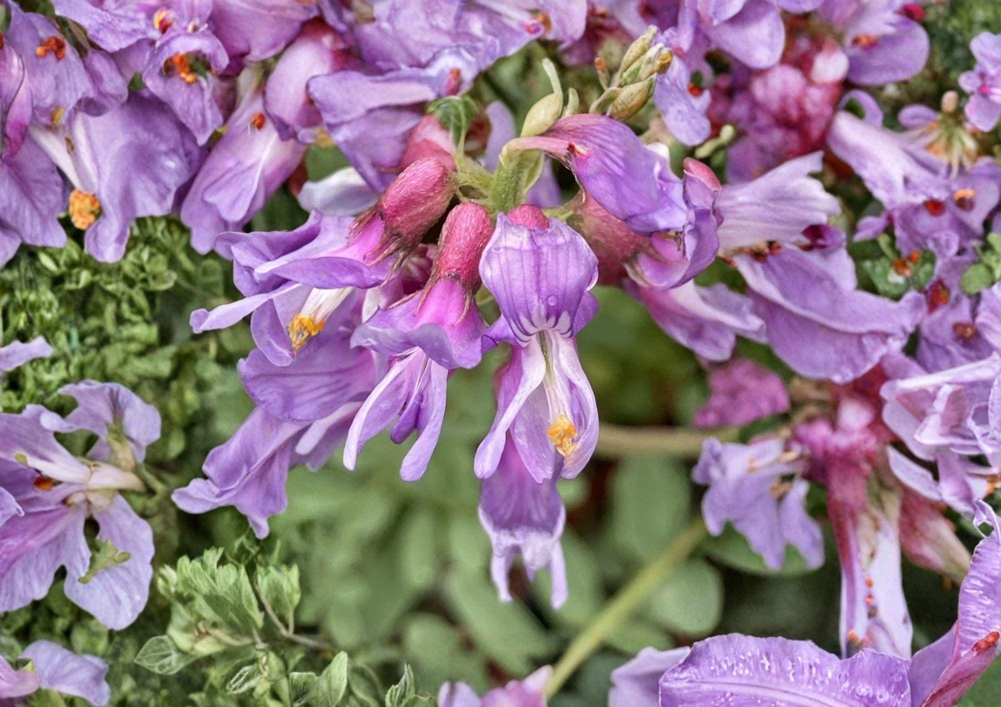 Whisk Broom Milkvetch Seeds – Astragalus Purple Prairie Legume 15 Seeds, Native Wildflower, Drought Tolerant, Perennial Plant