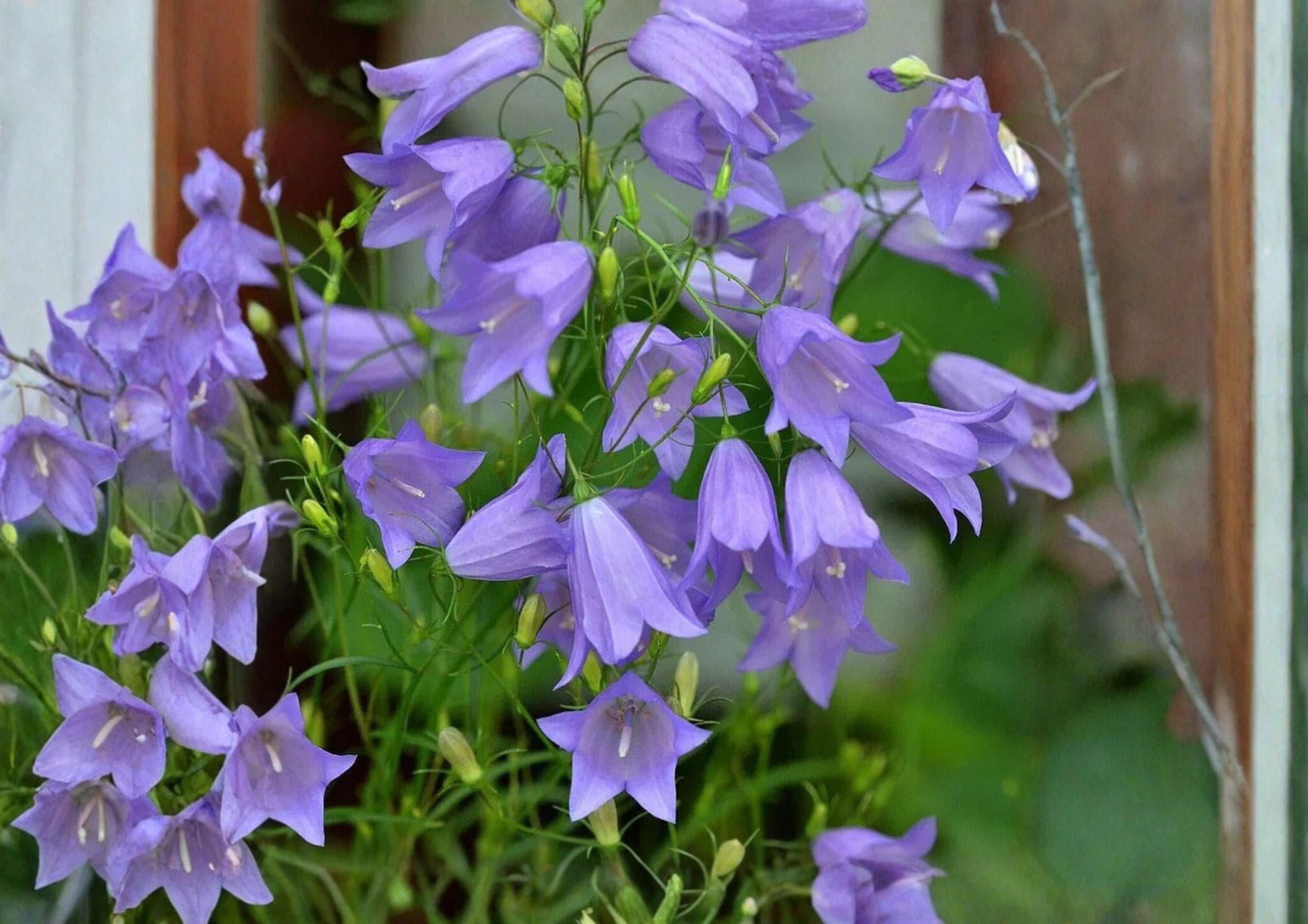 Campanula rotundifolia Harebells 100 Seeds - Native Blue Bellflower Perennial, Alpine & Prairie Pollinator Wildflower, Non-GMO