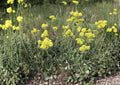 Sulfurflower Buckwheat Seeds - Native Yellow Alpine Perennial, Drought Tolerant, Easy to Grow, Eriogonum umbellatum