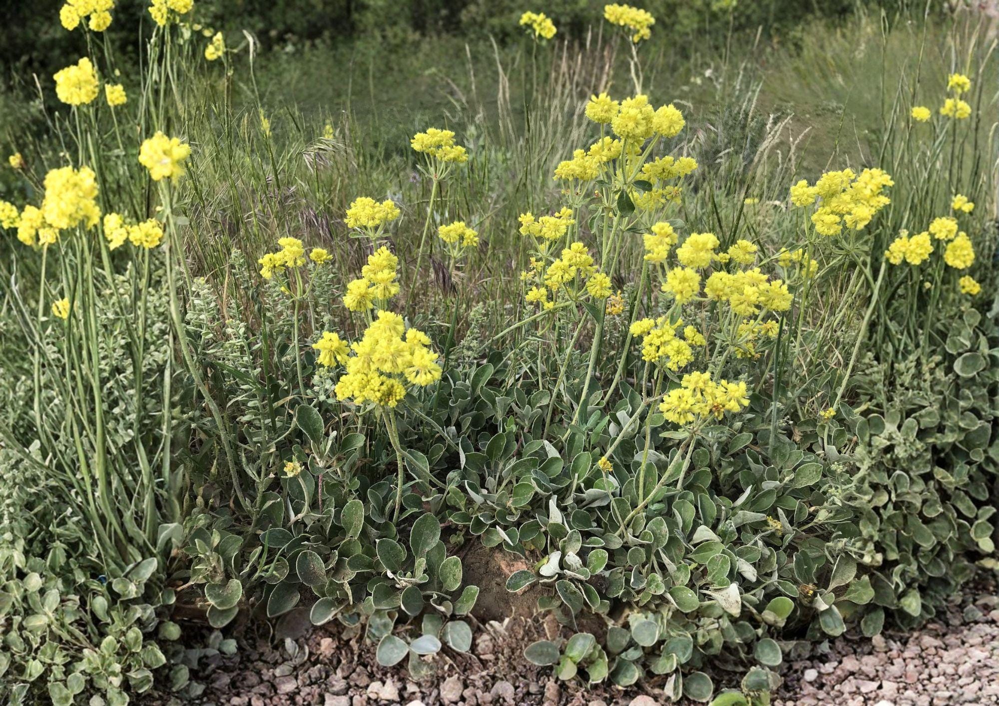 Sulfurflower Buckwheat Seeds - Native Yellow Alpine Perennial, Drought Tolerant, Easy to Grow, Eriogonum umbellatum