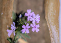 Glandularia bipinnatifida Dakota Vervain Seeds – Native Purple Prairie Wildflower, Drought Tolerant Pollinator Perennial, Easy to Grow