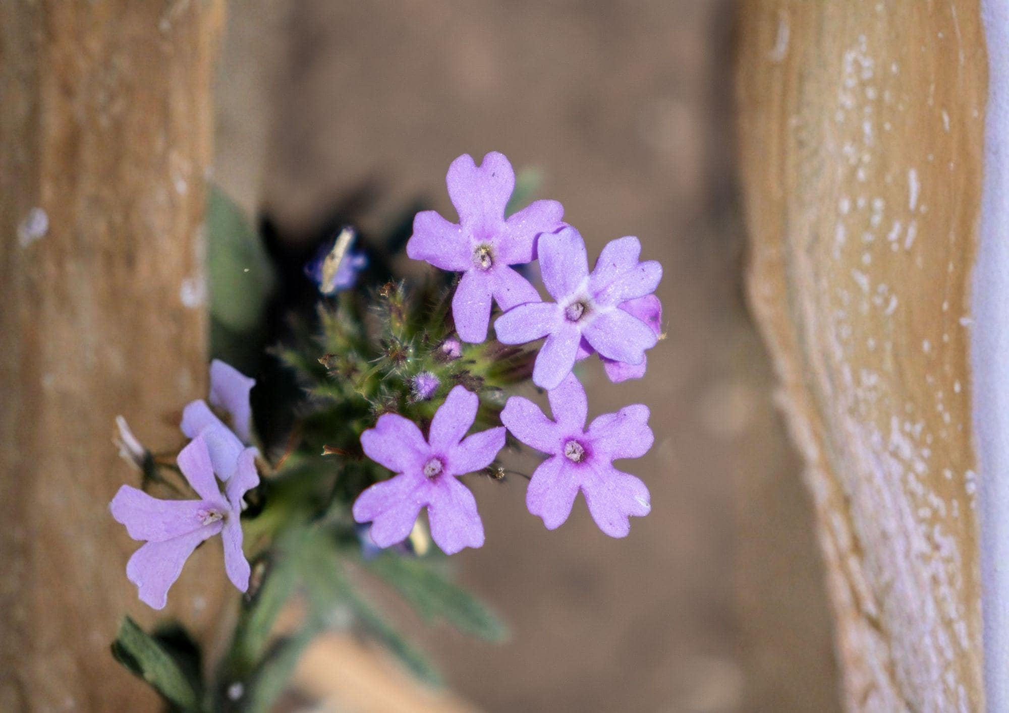 Glandularia bipinnatifida Dakota Vervain Seeds – Native Purple Prairie Wildflower, Drought Tolerant Pollinator Perennial, Easy to Grow