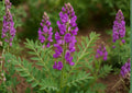 Utah Sweetvetch Seeds – Native Pink Prairie Wildflower, Drought Tolerant, Fast Growing, 25 Seeds, Hedysarum boreale