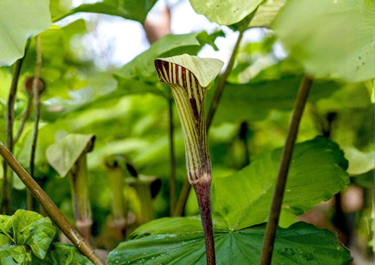 Jack in the Pulpit Seeds – Native Woodland Wildflower, Arisaema triphyllum, Perennial Plant, Shade Garden Seed