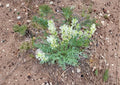 Silky Locoweed Seeds – Native Purple Pea Flower, Drought Tolerant, Wildflower Seeds, Astragalus mollissimus