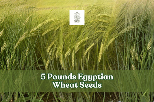 Egyptian Wheat Seeds 1 lb – Tall Sorghum bicolor for Wildlife Cover, Privacy Screen, Cover Crop