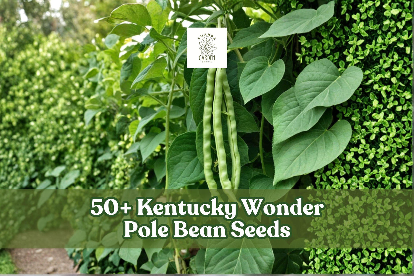 Kentucky Wonder Pole Bean Seeds – Heirloom Green Climbing Beans for Garden, 50+ Seeds, Phaseolus vulgaris