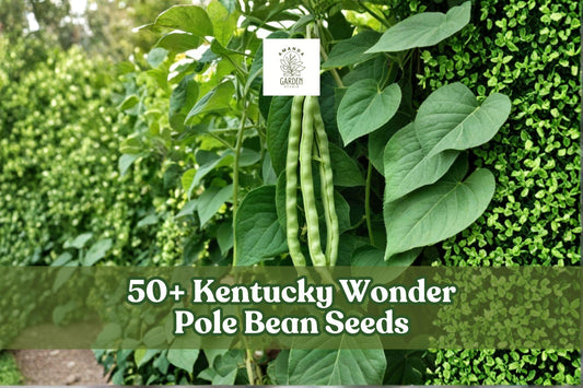 Kentucky Wonder Pole Bean Seeds – Heirloom Green Climbing Beans for Garden, 50+ Seeds, Phaseolus vulgaris