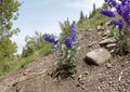 Penstemon Nitidus Waxleaf Beardtongue Seeds – 50 Native Wildflower Seeds for Purple Blue Blooms, Easy to Grow Garden Plant