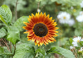 Sunflower Seeds Autumn Beauty Tall Garden Blooms Fall Colors Pollinator Friendly 50 Seeds - Bloom Haven Nursery