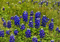Texas Bluebonnet Seeds – 50 Native Wildflower Seeds for Spring Blooms – Texas State Flower – Lupinus texensis