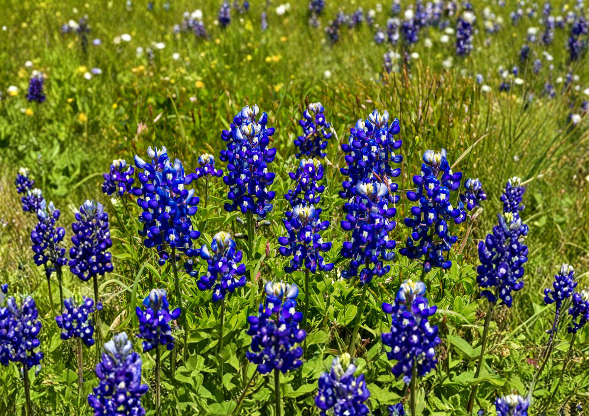 Texas Bluebonnet Seeds – 50 Native Wildflower Seeds for Spring Blooms – Texas State Flower – Lupinus texensis